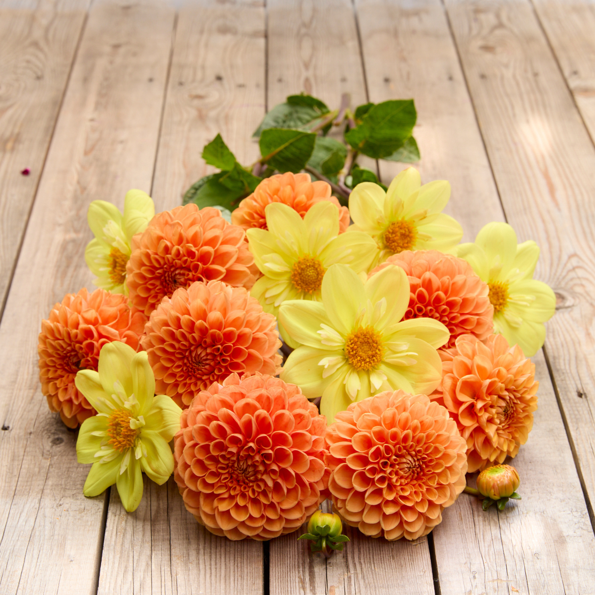 Dahlia Ball Maarn - 2 tuber clumps - Longfield Gardens