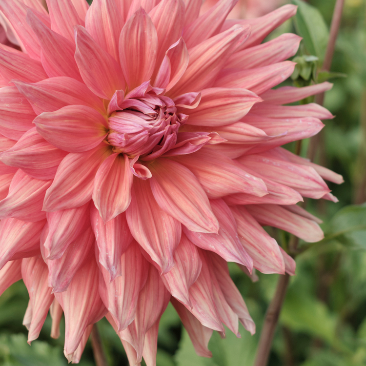 Dahlia Dinnerplate Belle of Barmera