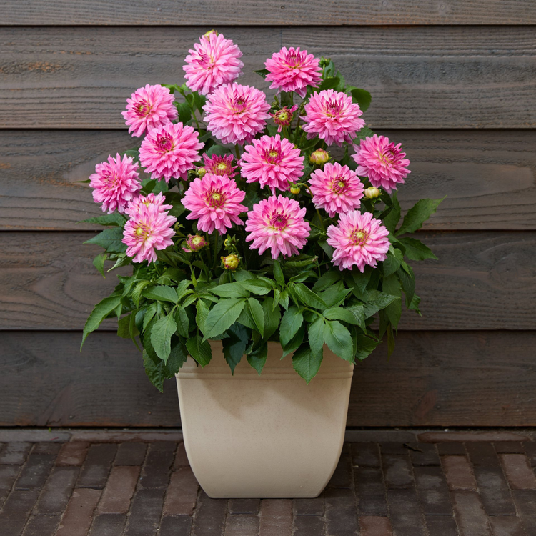 Dahlia Border Decorative Gallery Bellini - Bulk Offer