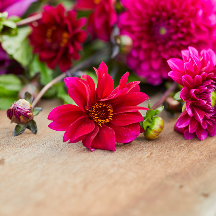 Dahlia Peony-Flowered Bishop of Canterbury