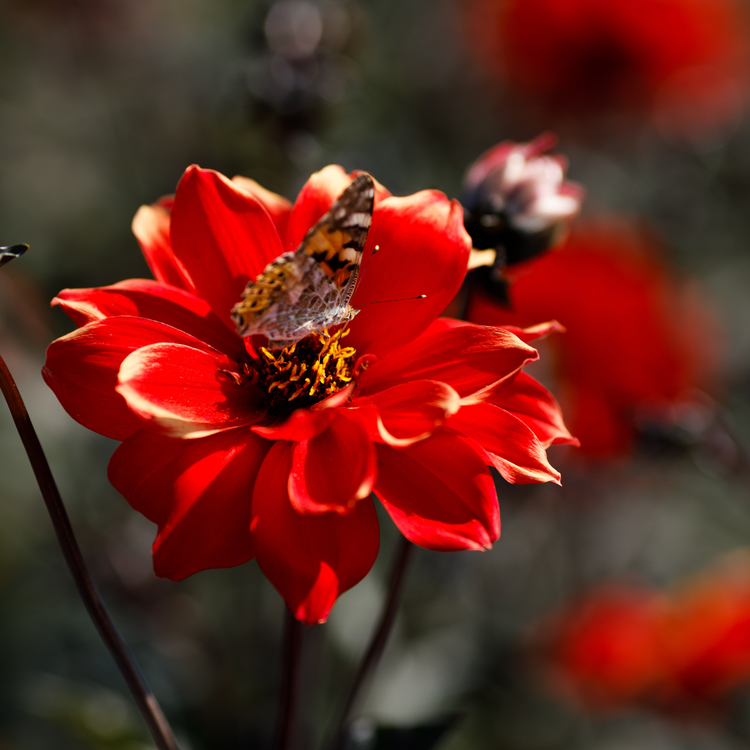 Dahlia Peony-Flowered Bishop of Llandaff