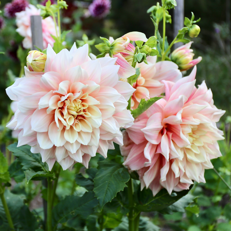 Dahlia Dinnerplate Break Out