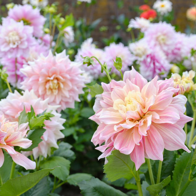 Dahlia Dinnerplate Break Out