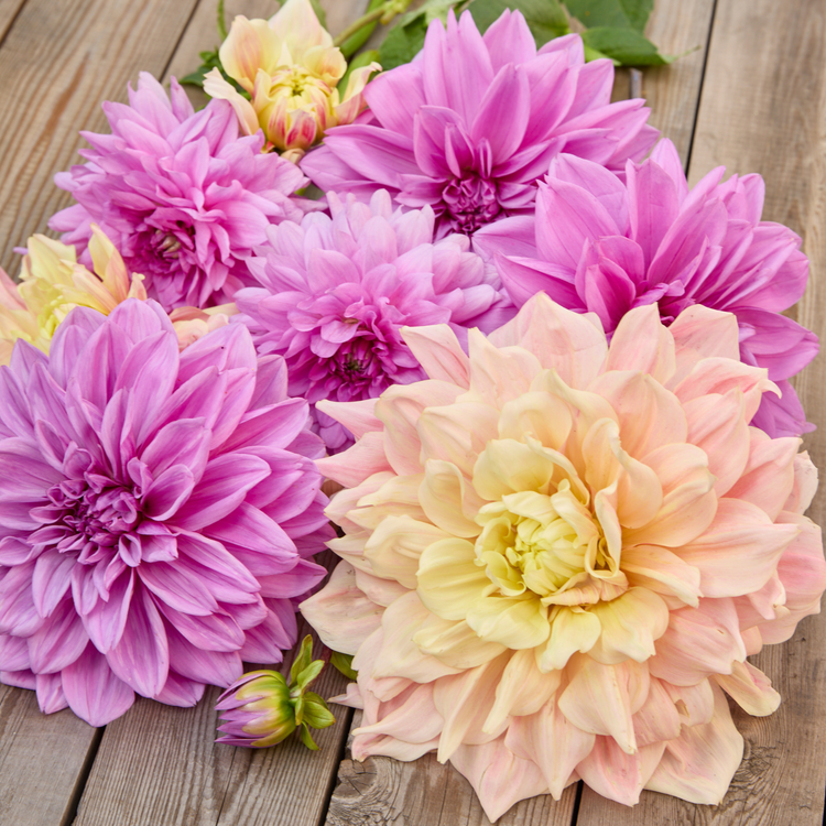 Dahlia Dinnerplate Break Out