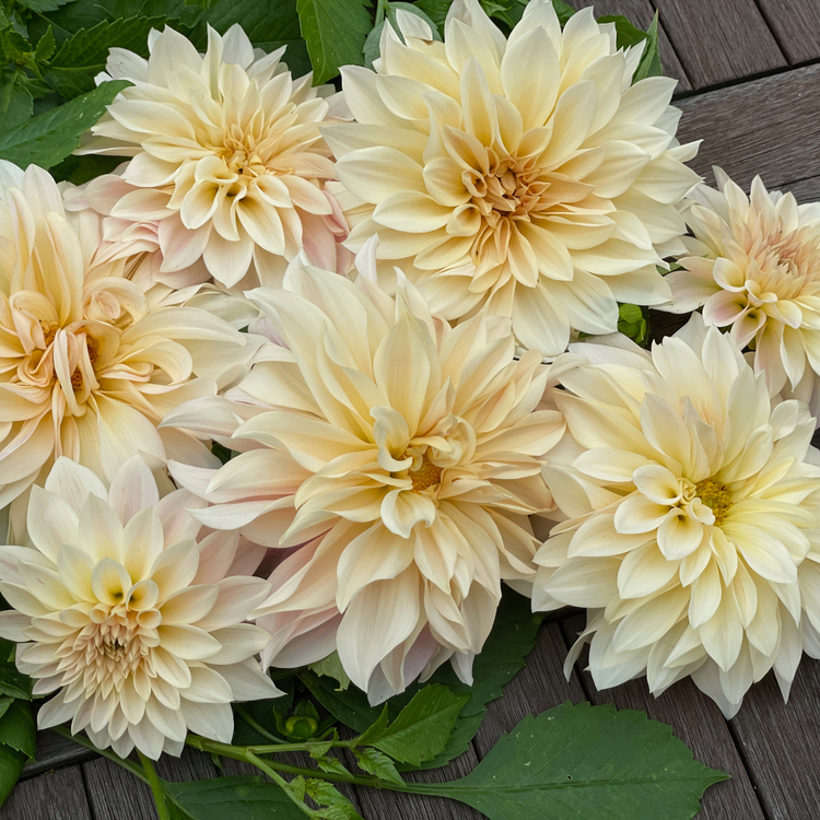 Dahlia Dinnerplate Cafe Au Lait