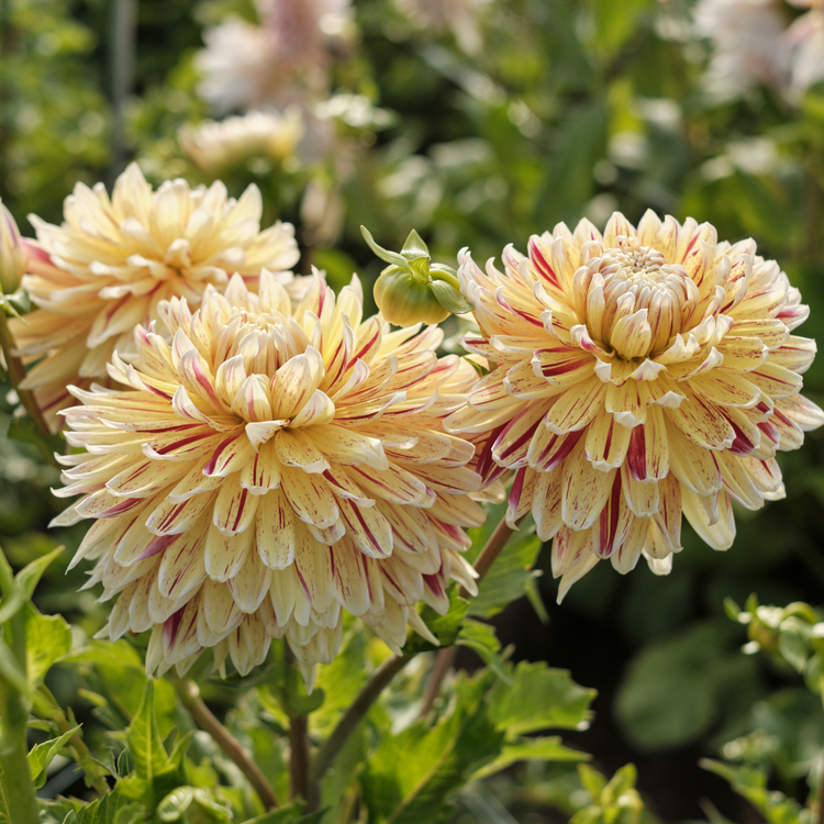Dahlia Dinnerplate Cambridge