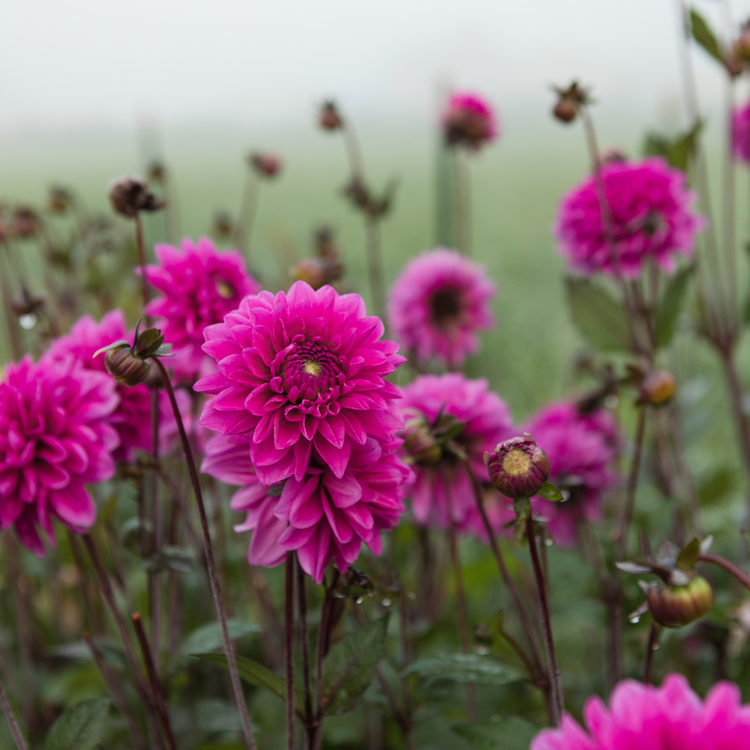 Dahlia Decorative Cantiflora
