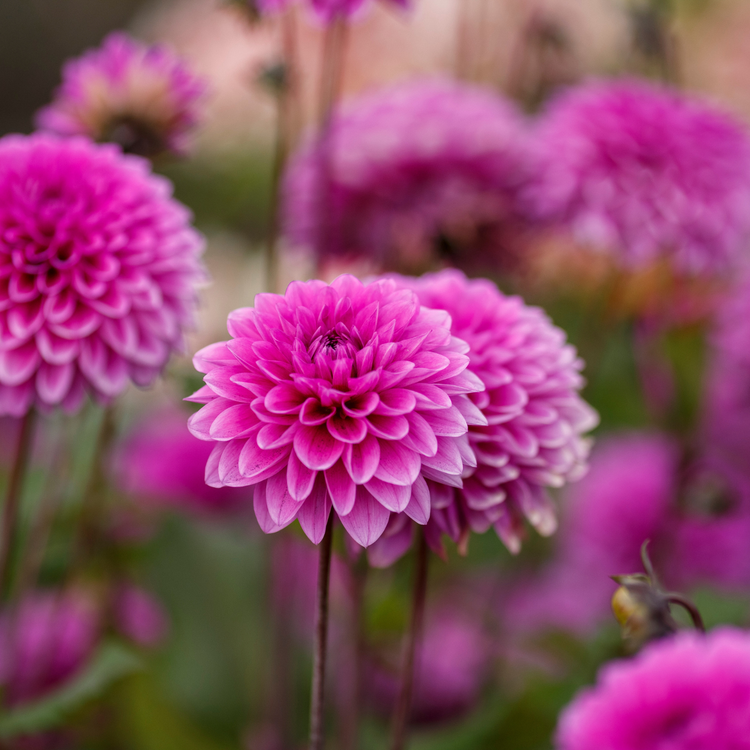 Dahlia Decorative Cantiflora
