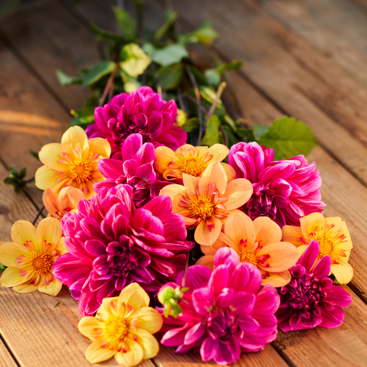 Dahlia Decorative Cantiflora