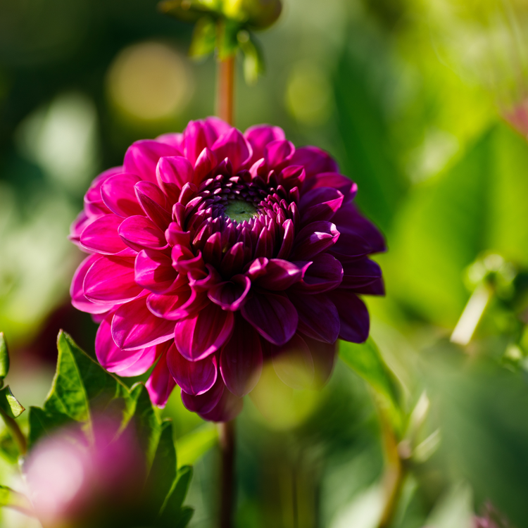 Dahlia Decorative Cartouche