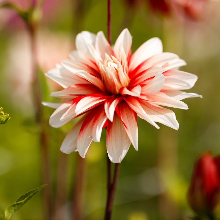 Dahlia Decorative Catching Fire