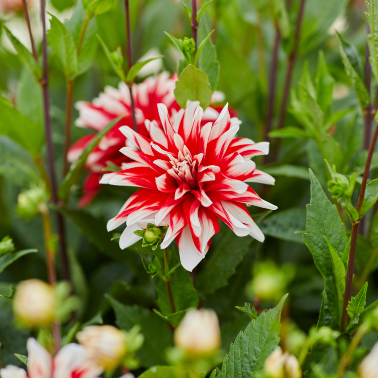 Dahlia Decorative Catching Fire