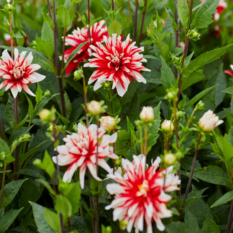 Dahlia Decorative Catching Fire