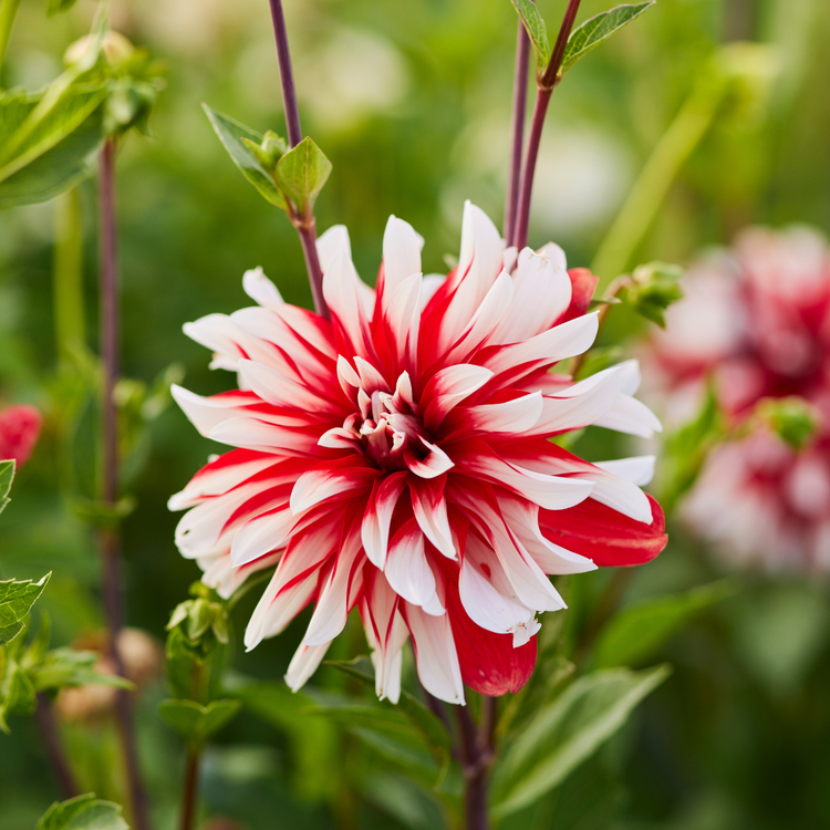 Dahlia Decorative Catching Fire