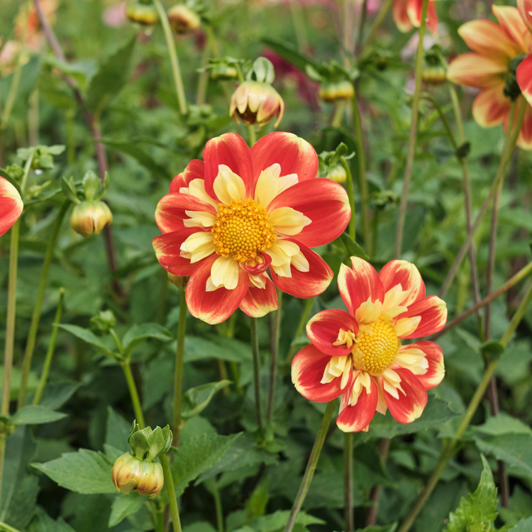 Dahlia Collarette Pooh
