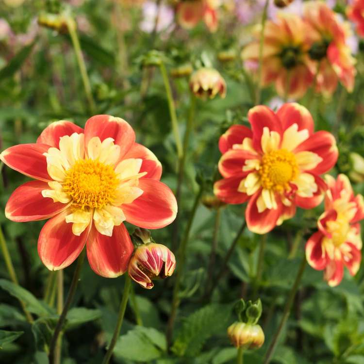 Dahlia Collarette Pooh