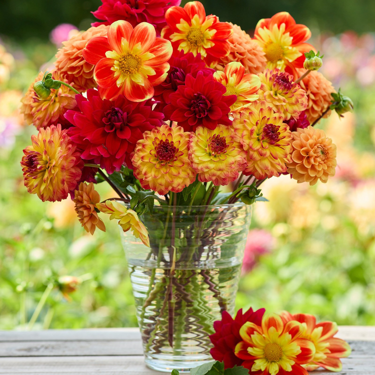 Dahlia Collarette Pooh