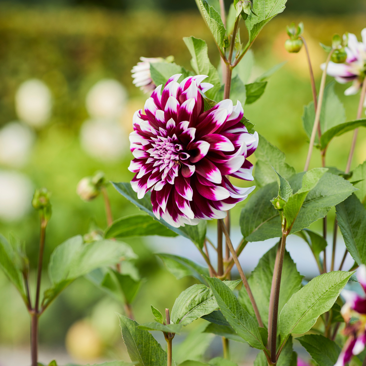 Dahlia Dinnerplate Contraste