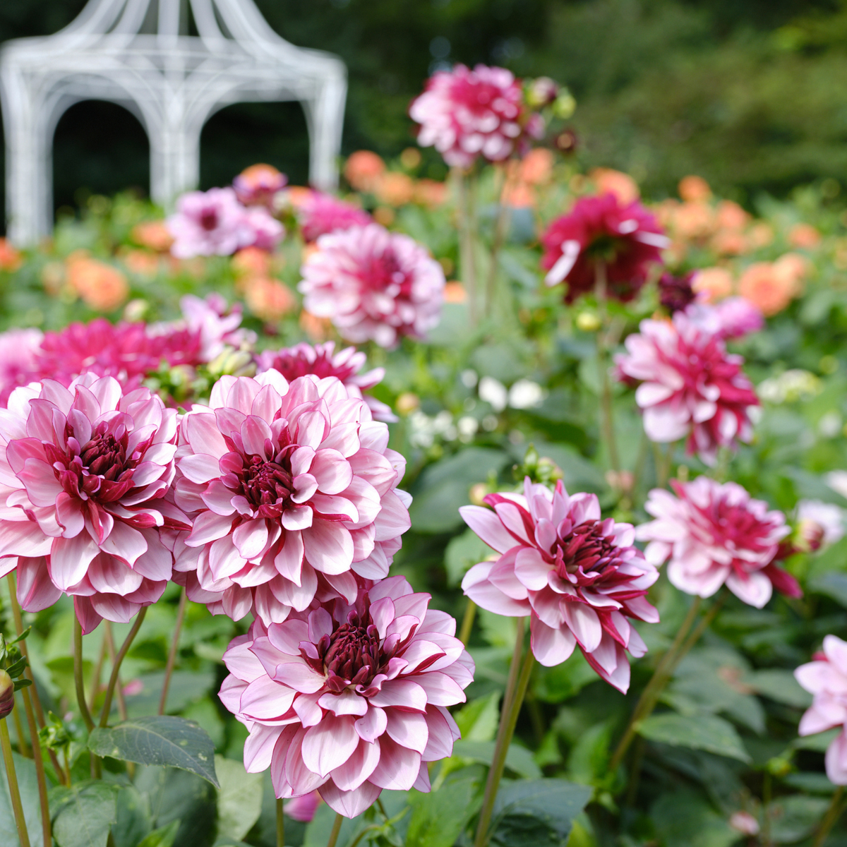 Dahlia Waterlily Crème de Cassis - 2 tuber clumps - Longfield Gardens