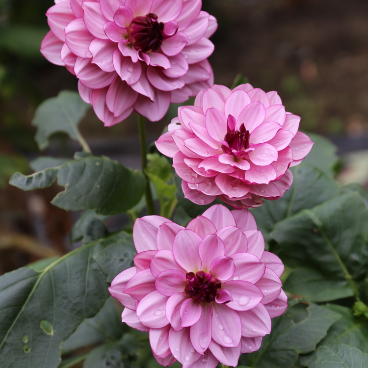 Dahlia Waterlily Crème de Cassis