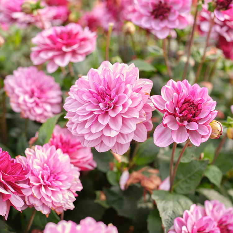 Dahlia Waterlily Crème de Cassis