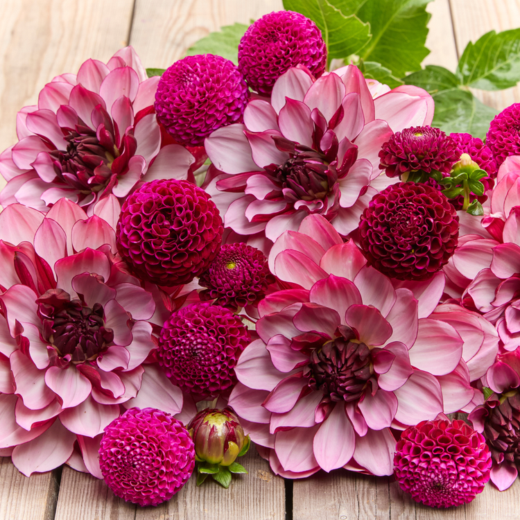 Dahlia Waterlily Crème de Cassis