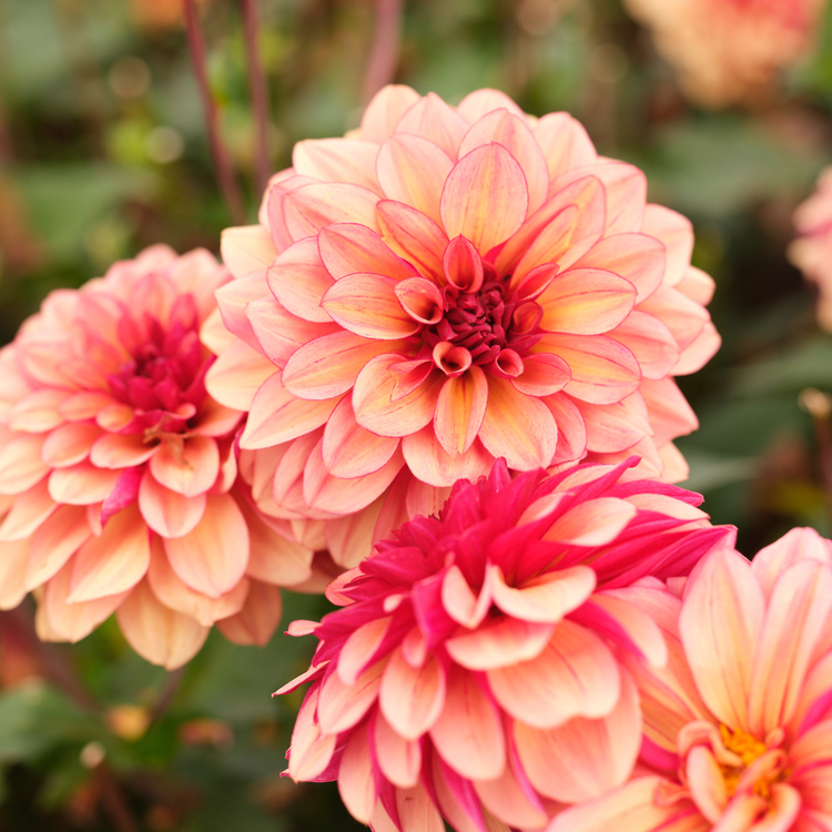 Dahlia Waterlily Creme de Cognac