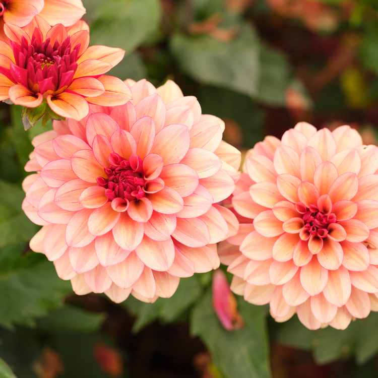 Dahlia Waterlily Creme de Cognac