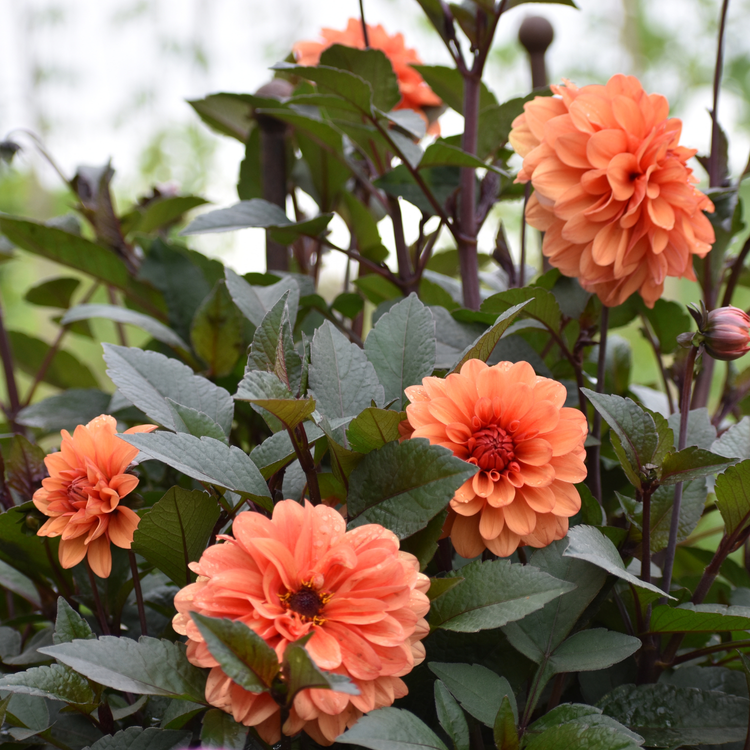 Dahlia Decorative David Howard
