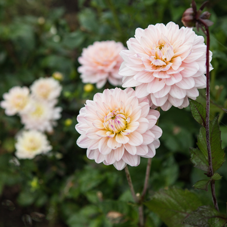 Dahlia Decorative Diana's Memory