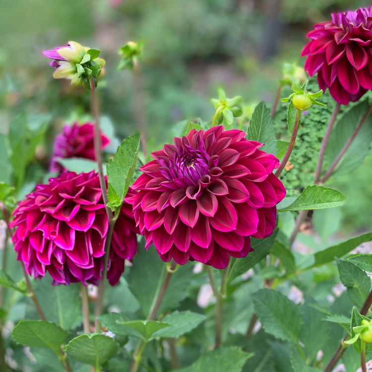 Dahlia Decorative Diva