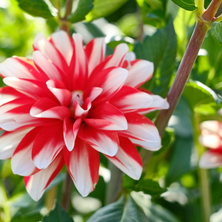 Dahlia Decorative Dynamite