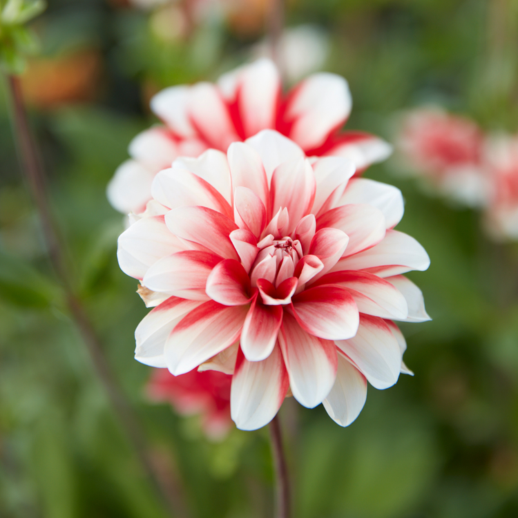 Dahlia Decorative Dynamite