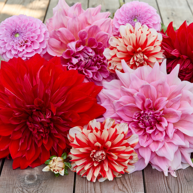 Dahlia Decorative Dynamite