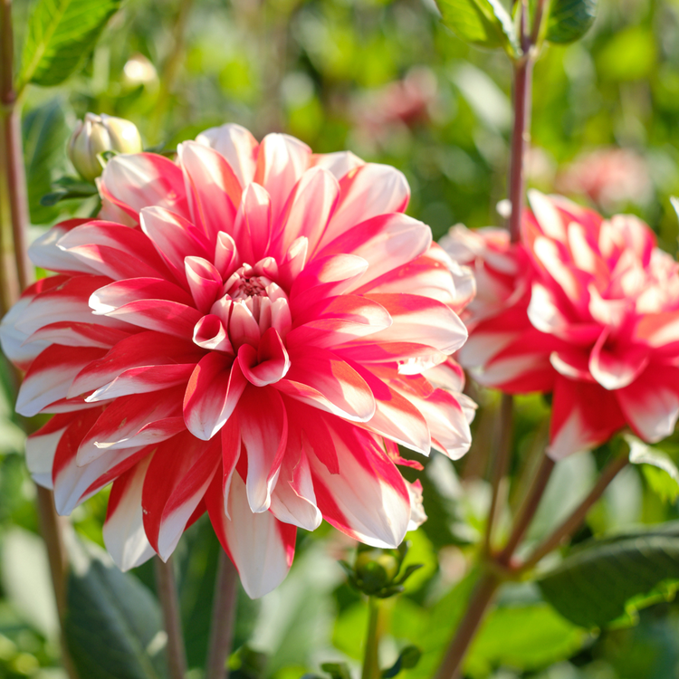 Dahlia Decorative Dynamite