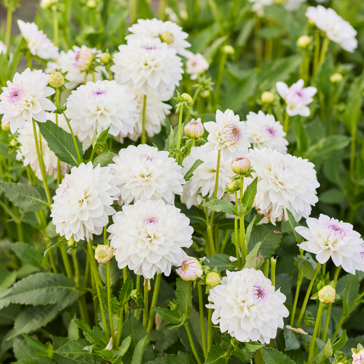 Dahlia Decorative Eveline
