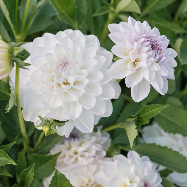 Dahlia Decorative Eveline