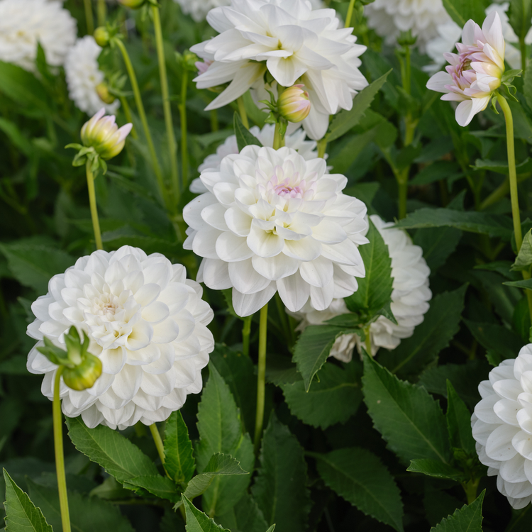 Dahlia Decorative Eveline