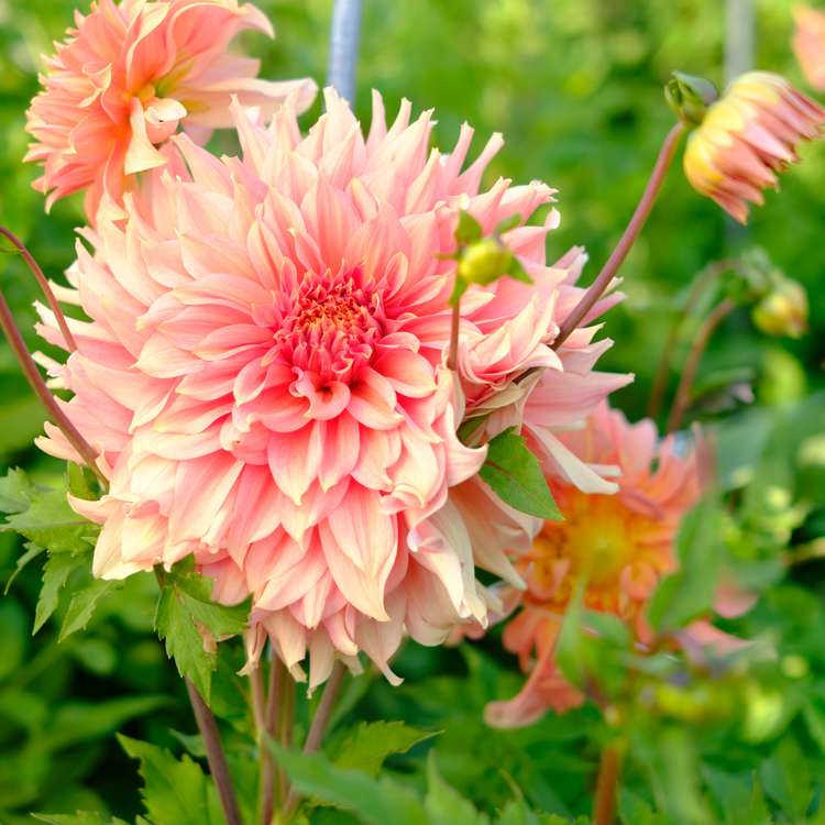 Dahlia Dinnerplate Fairway Spur