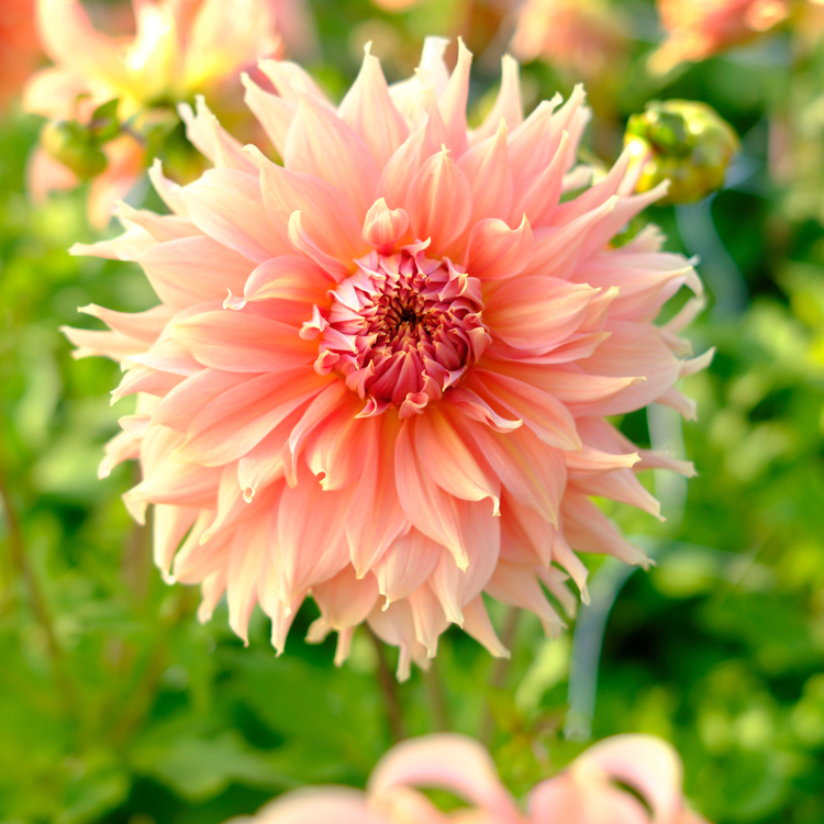 Dahlia Dinnerplate Fairway Spur