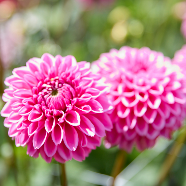 Dahlia Ball Jowey Frambo
