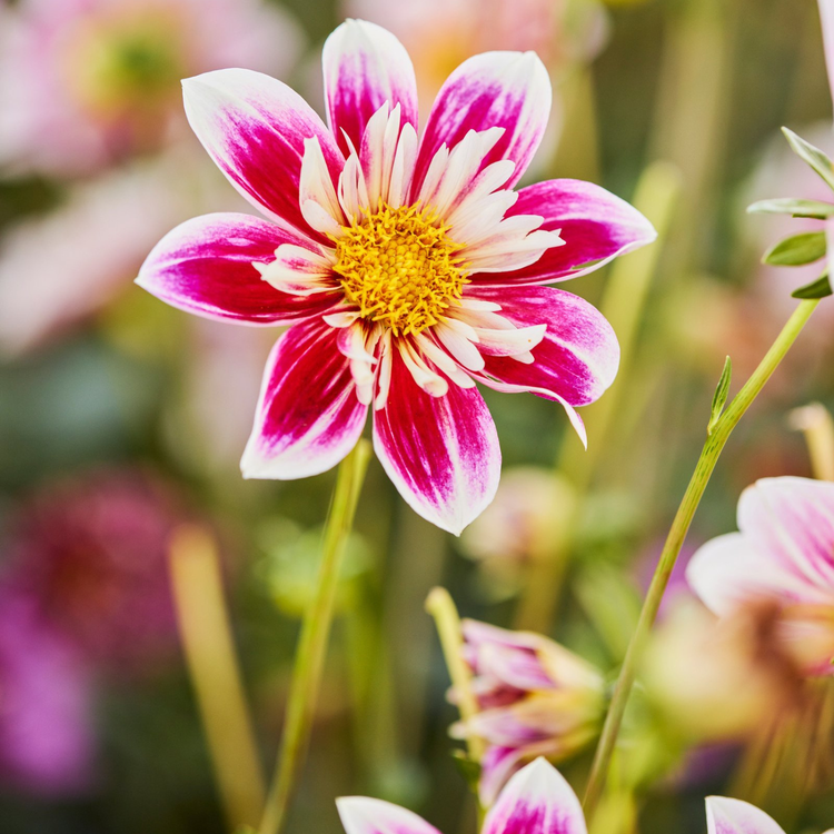Dahlia Collarette Fashion Monger