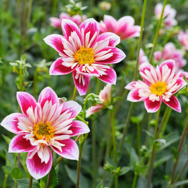 Dahlia Collarette Fashion Monger
