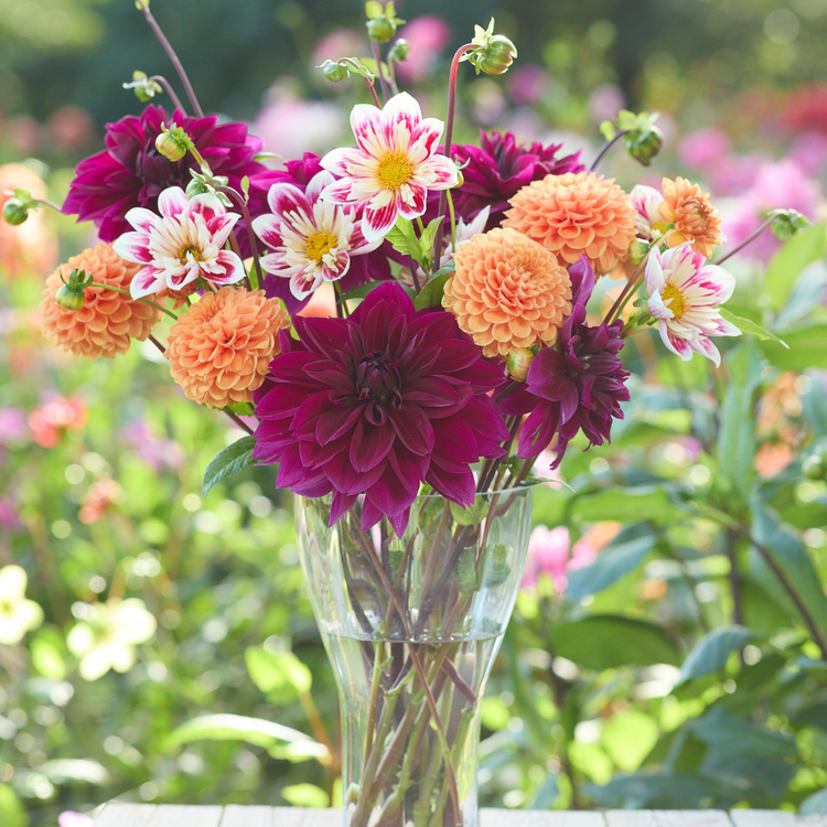 Dahlia Collarette Fashion Monger