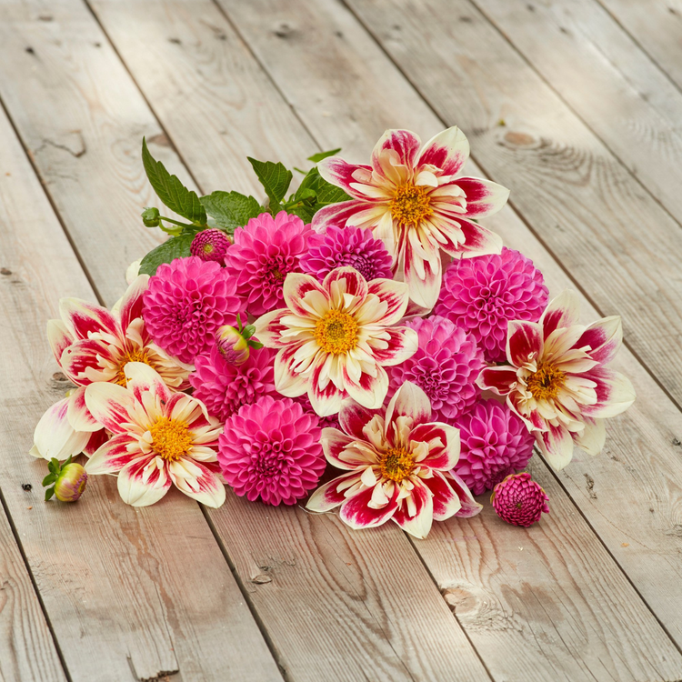 Dahlia Collarette Fashion Monger