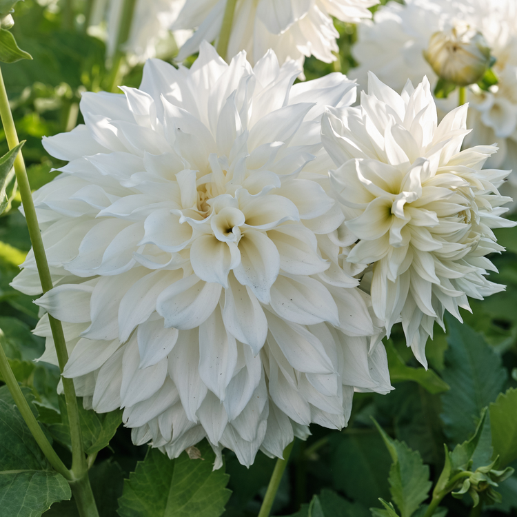 Dahlia Dinnerplate Fleurel
