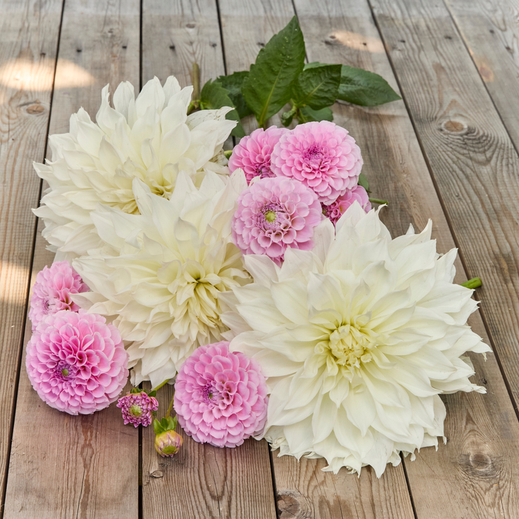 Dahlia Dinnerplate Fleurel