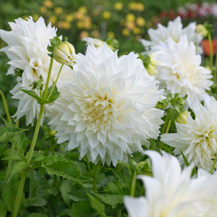 Dahlia Dinnerplate Fleurel