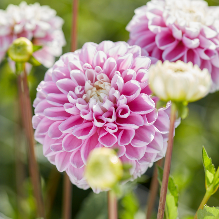 Dahlia Decorative Fluffles