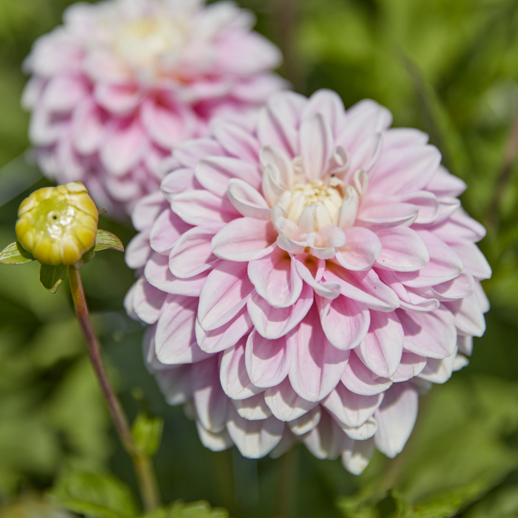 Dahlia Decorative Fluffles